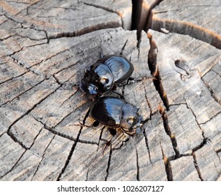 A Rhinoceros Beetle On A Cut Of A Tree Stump. A Pair Of Rhinoceros Beetles.