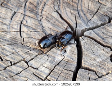 A Rhinoceros Beetle On A Cut Of A Tree Stump. A Pair Of Rhinoceros Beetles.