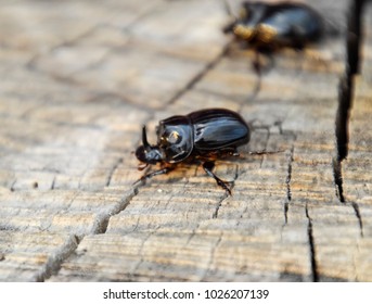 A Rhinoceros Beetle On A Cut Of A Tree Stump. A Pair Of Rhinoceros Beetles.