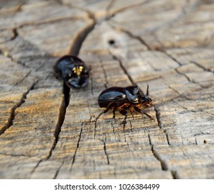 A Rhinoceros Beetle On A Cut Of A Tree Stump. A Pair Of Rhinoceros Beetles.