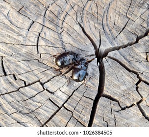 A Rhinoceros Beetle On A Cut Of A Tree Stump. A Pair Of Rhinoceros Beetles.