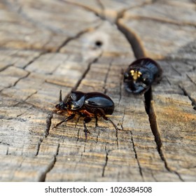 A Rhinoceros Beetle On A Cut Of A Tree Stump. A Pair Of Rhinoceros Beetles.