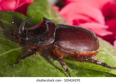 Rhinoceros beetle on a green leaf and flower