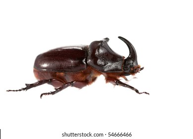 Rhinoceros beetle on a white background
