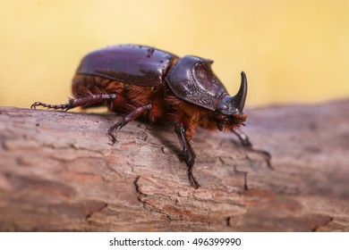Rhinoceros Beetle (Oryctes nasicornis) With Beautiful Background