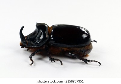 Rhinoceros beetle Oryctes nasicornis isolated on white. Collection beetles. Dynastidae. Coleoptera. Entomolody.