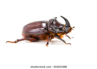 Rhinoceros beetle (Oryctes nasicornis) isolated on white