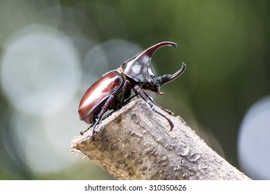 Rhinoceros Beetle Rhino Beetlefighting Beetle Stock Photo 310350626 ...