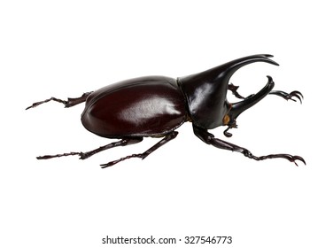 Rhinoceros Beetle Rhino Beetle Hercules Beetle Stock Photo 327546773 ...