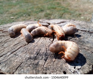 Rhinoceros Beetle Rhino Beetle Larvae On Stock Photo 1504640099