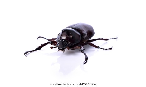 Rhinoceros beetle wounded from the battle at the head isolated on white background .