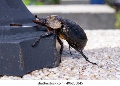 Rhinoceros Beetle (Xylotrupes Gideon) Climbing The Poll