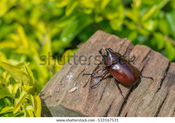 Rhinoceros Beetles On Wood Garden Stock Image Download Now