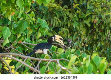 Rhinoceros Bird From The Squad Of Bucerotiformes Sits On A Tree In A Natural Habitat.