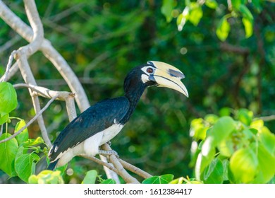 Rhinoceros Bird From The Squad Of Bucerotiformes Sits On A Tree In A Natural Habitat.