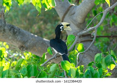 Rhinoceros Bird From The Squad Of Bucerotiformes Sits On A Tree In A Natural Habitat.