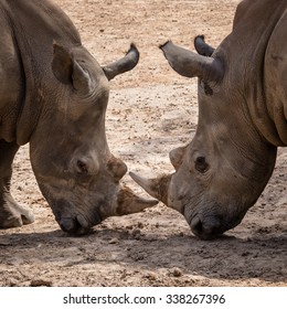 Rhinoceros (Ceratotherium Simum) head to head - Khonkaenzoo, Thailand - Shutterstock ID 338267396