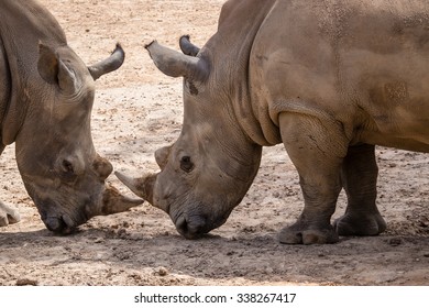 Rhinoceros (Ceratotherium Simum) head to head - Khonkaenzoo, Thailand - Shutterstock ID 338267417