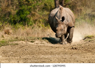A rhinoceros charging in the direction of the camera with dust flying around.