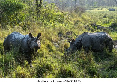 Rhinoceros In Chitwan National Park, Nepal