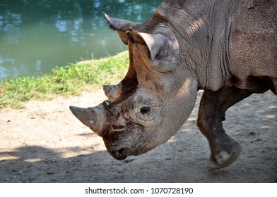 Rhinoceros At The Columbus, Ohio Zoo.