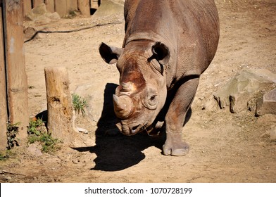 Rhinoceros At The Columbus, Ohio Zoo