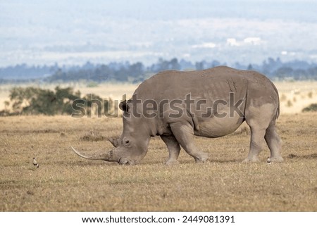 Rhinoceros commonly abbreviated to Rhino