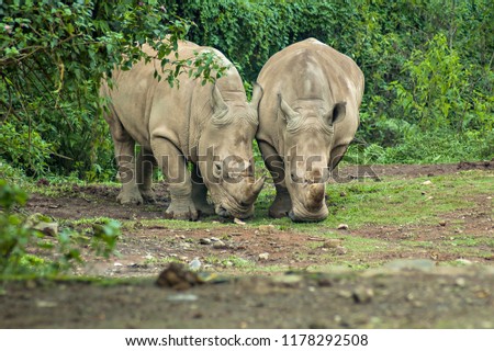 Rhinoceros, endangered and protected animal in Ujung Kulon, Indonesia.