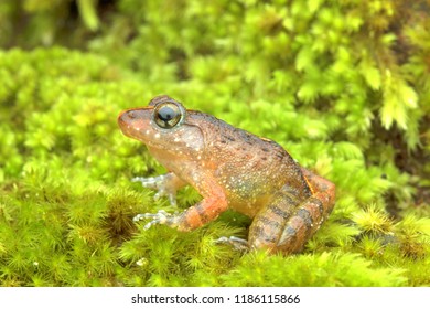 Plicatellus Images, Stock Photos & Vectors | Shutterstock