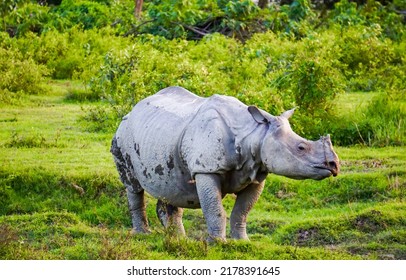 Rhinoceros in green nature. Rhino portrait. Rhinoceros on green grass. Cute rhinoceros