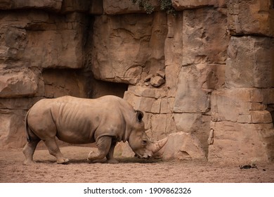 Rhinoceros, Horn Visible, Running Rhino