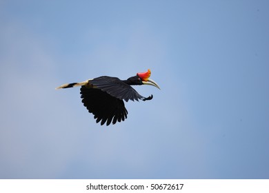 Rhinoceros Hornbill