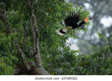 Rhinoceros Hornbill