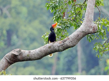 Rhinoceros Hornbill