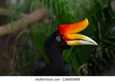 Rhinoceros Hornbill (Buceros Rhinoceros)