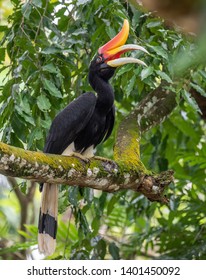 Rhinoceros Hornbill Shot At Taiping Malaysia