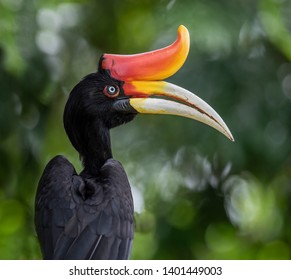 Rhinoceros Hornbill Shot At Taiping Perak Malaysia