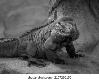 Rhinoceros Iguana, Cyclura cornuta. Image noir et blanc monochrome.