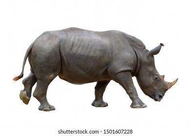 Rhinoceros Isolated On White Background Stock Photo 1501607228 ...