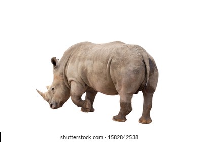 100,314 Rhinoceros Images, Stock Photos & Vectors | Shutterstock