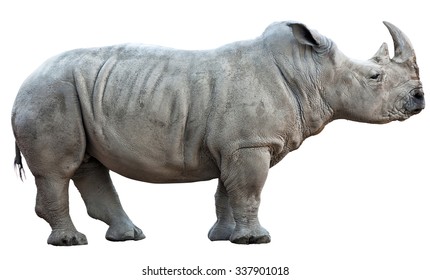 30,631 Rhinoceros white background Images, Stock Photos & Vectors ...