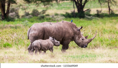 Rhinoceros in the Lake Nakuru National Park, Kenya - Shutterstock ID 1155669049