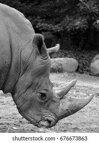 choose joy on rhinoceros meaning