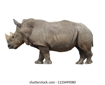 Rhino White Background Stock Photo (Edit Now) 155969597