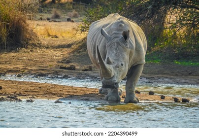 Rhinoceros In Pilanesberg National Park