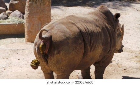 Rhinoceros Placental Mammal Rhino Horns Horned Nose Bone Core Keratin Ton Of Weight Herbivores Thick Resistant Skin Layers Collagen Small Brain Smell Hearing Sensitive