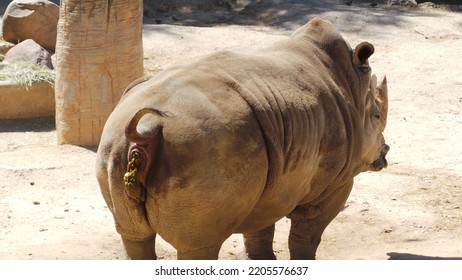 Rhinoceros Placental Mammal Rhino Horns Horned Nose Bone Core Keratin Ton Of Weight Herbivores Thick Resistant Skin Layers Collagen Small Brain Smell Hearing Sensitive