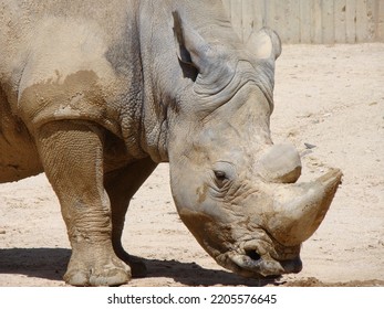 rhinoceros placental mammal Rhino horns horned nose bone core keratin ton of weight herbivores thick resistant skin layers collagen small brain smell hearing Sensitive - Shutterstock ID 2205576645