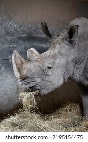 Rhinoceros Portrait In The Zoo