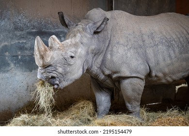 Rhinoceros Portrait In The Zoo